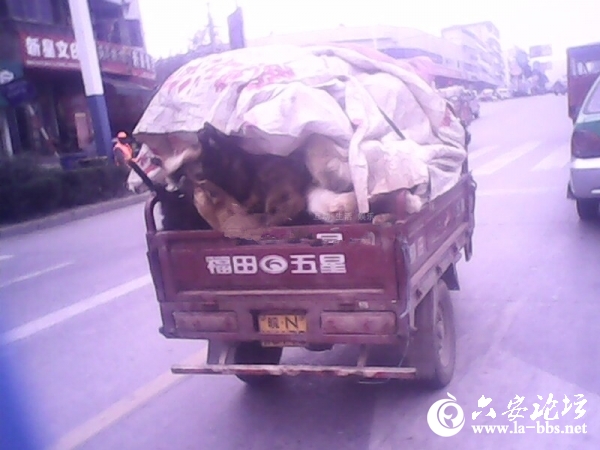 狗狗_副本.jpg