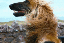 3.gif