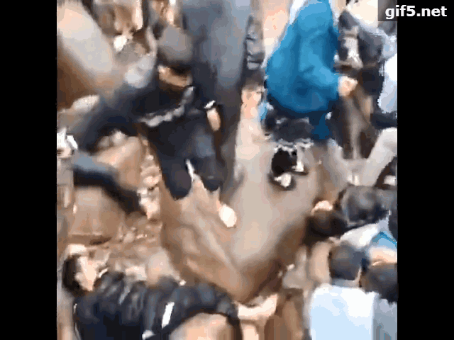 oPZD-hinpmnq2649666.gif