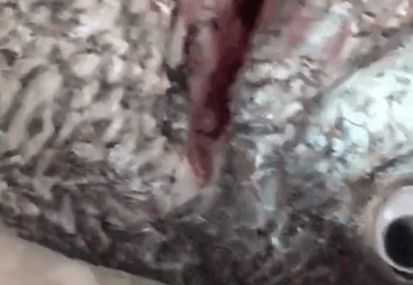 _dYj-hiqtcan4336749.gif