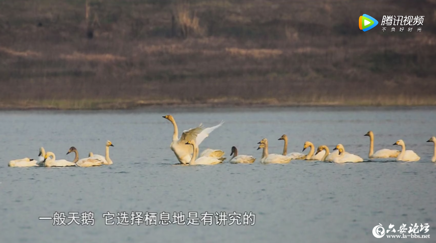 QQ截图20190312081414.png