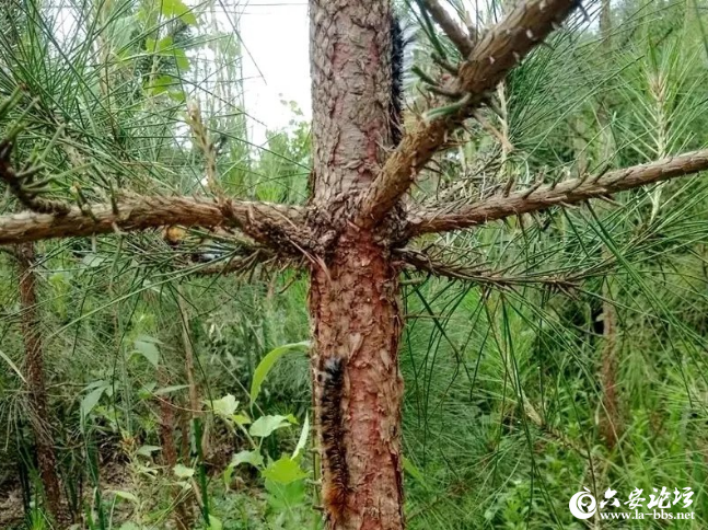 QQ截图20190531084804.png
