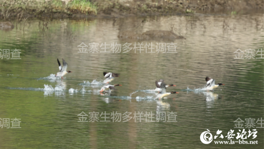 QQ截图20240508080442.png