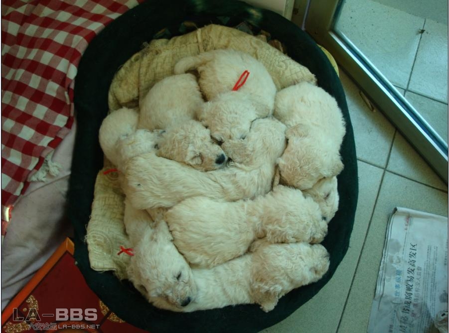 狗狗一箩筐.JPG