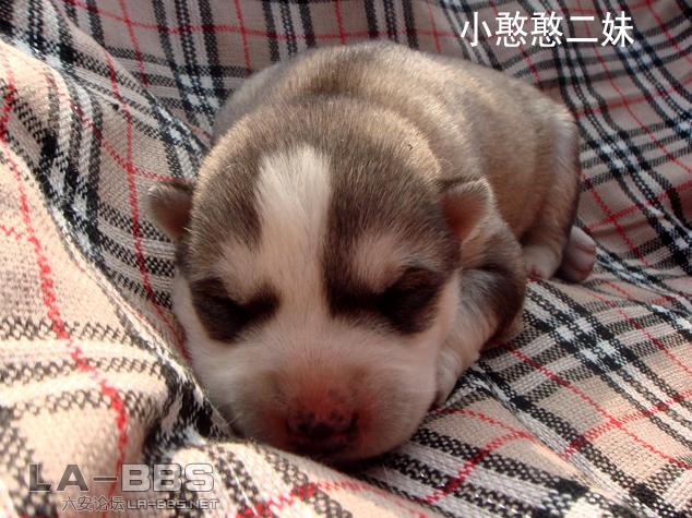 小憨憨二妹.jpg