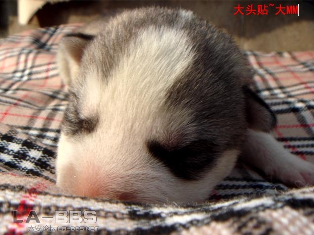 大头贴~大MM.jpg