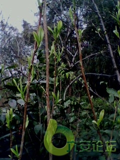 IMG0144A.jpg